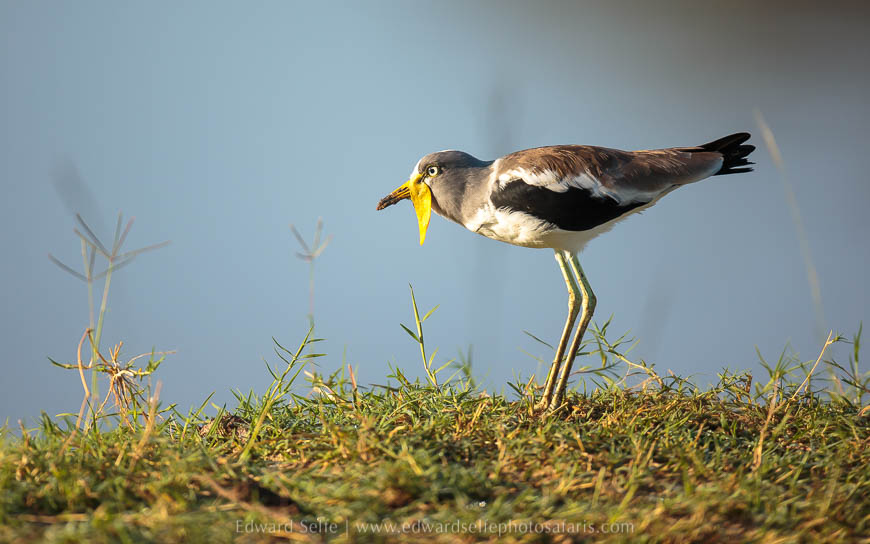 Wildlife image from photo safari with edward selfe.