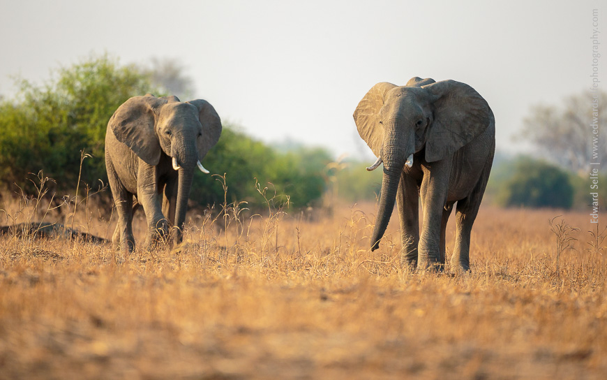 Two bull elephants cross Mtanda Plain in the early morning light.