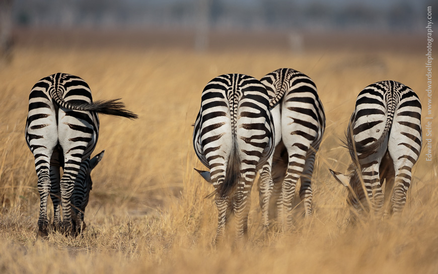 4 zebras rumps with swishing tails against yellow grassland in Zambia.