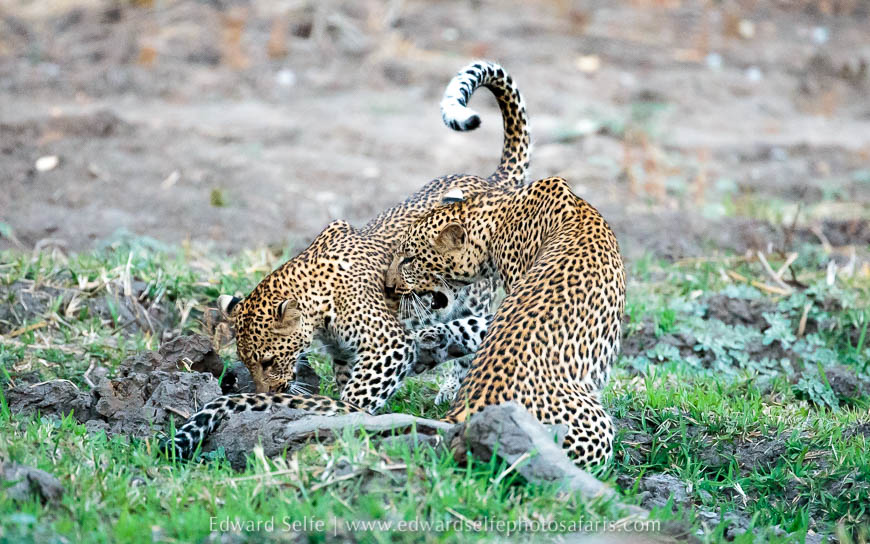 Wildlife image from photo safari with edward selfe.