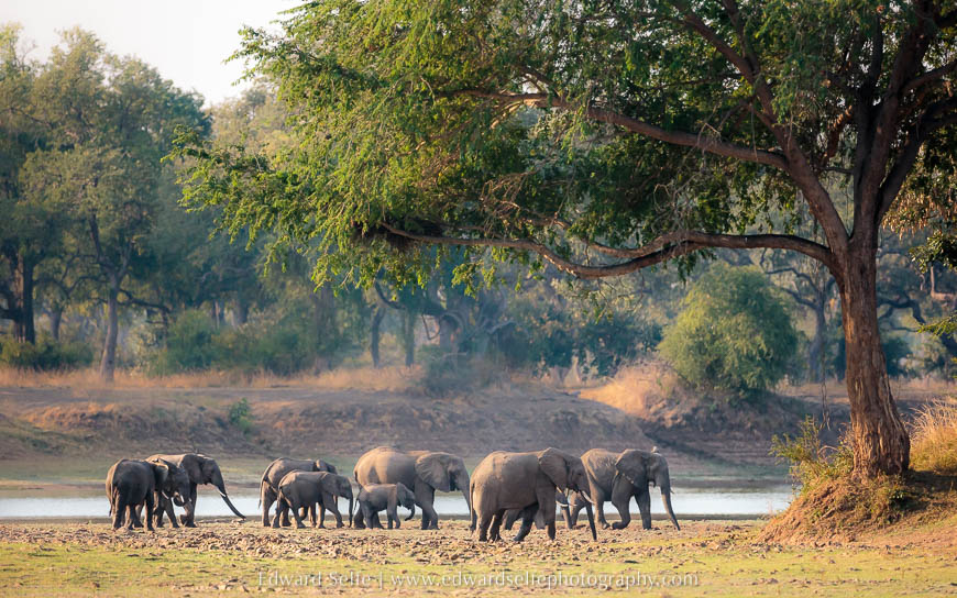 Elephants cross a floodplain on photo safari in South Luangwa National Park.