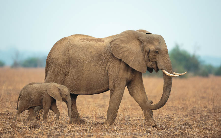 Wildlife image from photo safari with edward selfe in south luangwa national park.