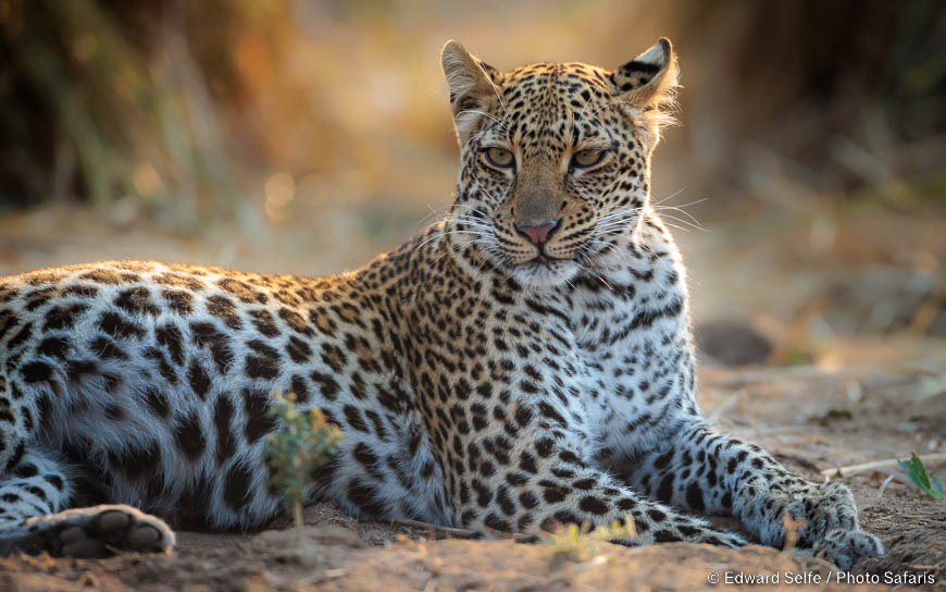 Wildlife image by edward selfe from photo safari in southern africa.