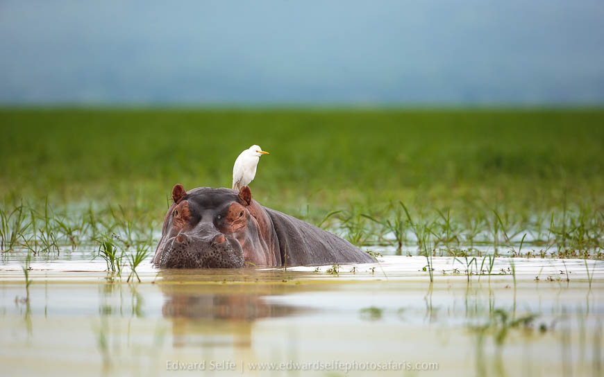 Wildlife image from photo safari with edward selfe.