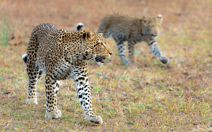 Wildlife image from a photo safari with edward selfe.