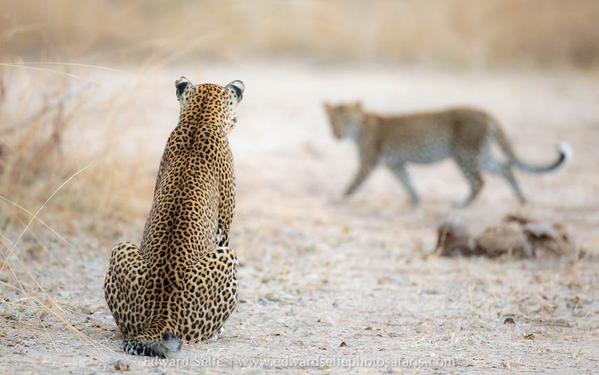 Wildlife image from photo safari with edward selfe.