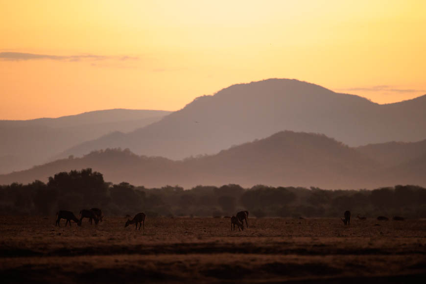 Images of wildlife from photo safari with edward selfe in zambia.