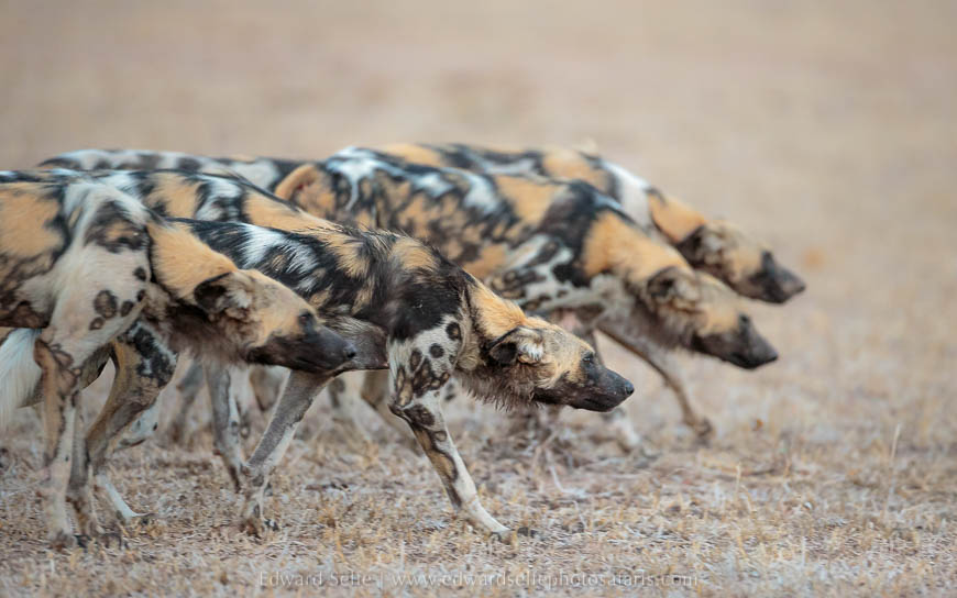 Wildlife image from photo safari with edward selfe in south luangwa national park.