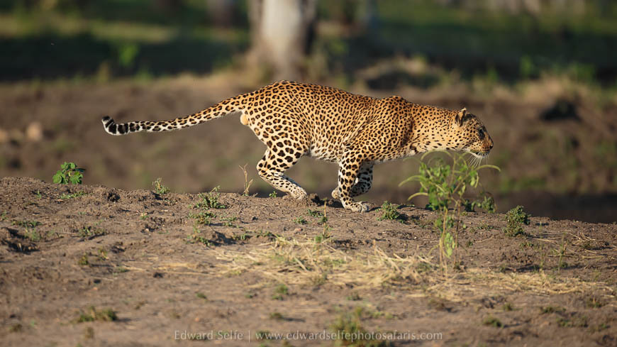Wildlife image from photo safari with edward selfe.