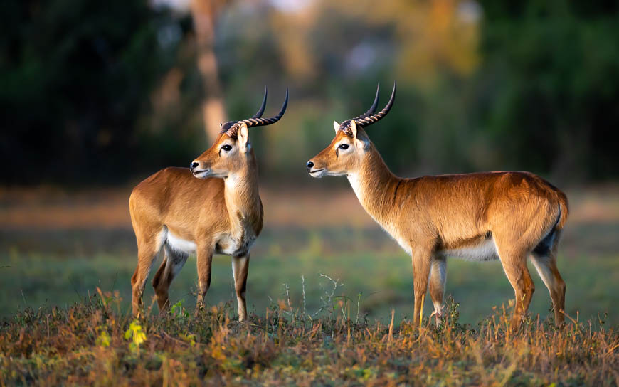 Images of wildlife from photo safari with edward selfe in south luangwa.