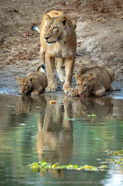 Wildlife image from a photo safari with edward selfe.