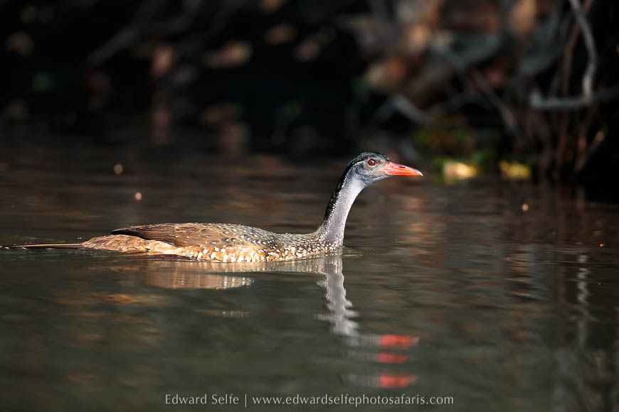 Wildlife image from a photo safari with edward selfe.