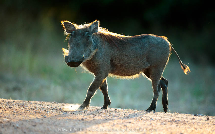 Wildlife image from photo safari with edward selfe in south luangwa national park.