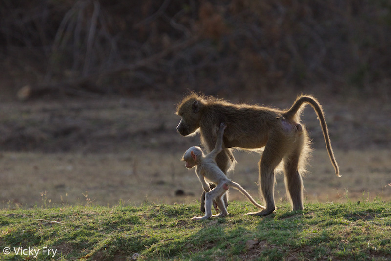 A white baboon baby in South Luangwa National Park
