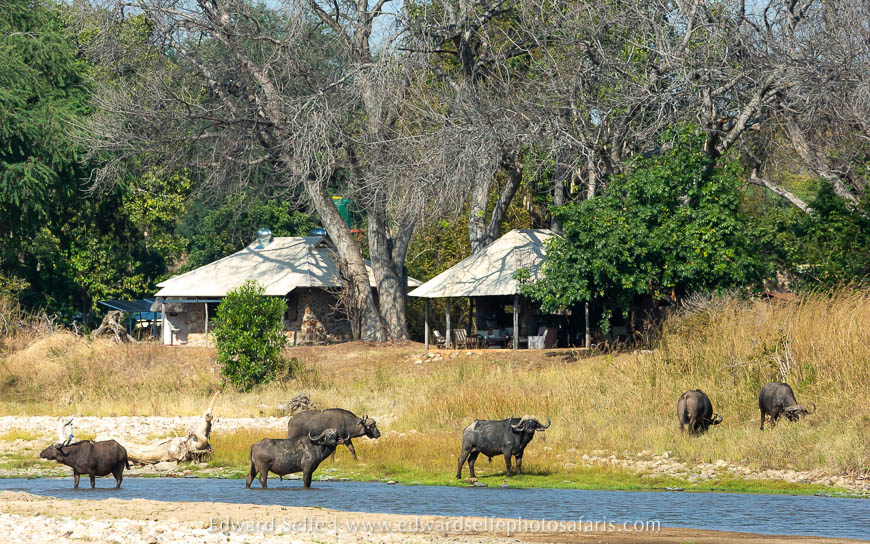 Wildlife image from photo safari with edward selfe.