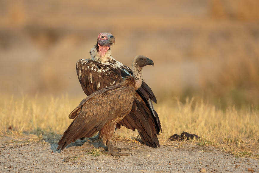 Wildlife image from photo safari with edward selfe in south luangwa national park.