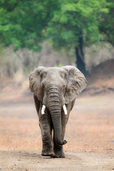 Wildlife image from photo safari with edward selfe in south luangwa national park.