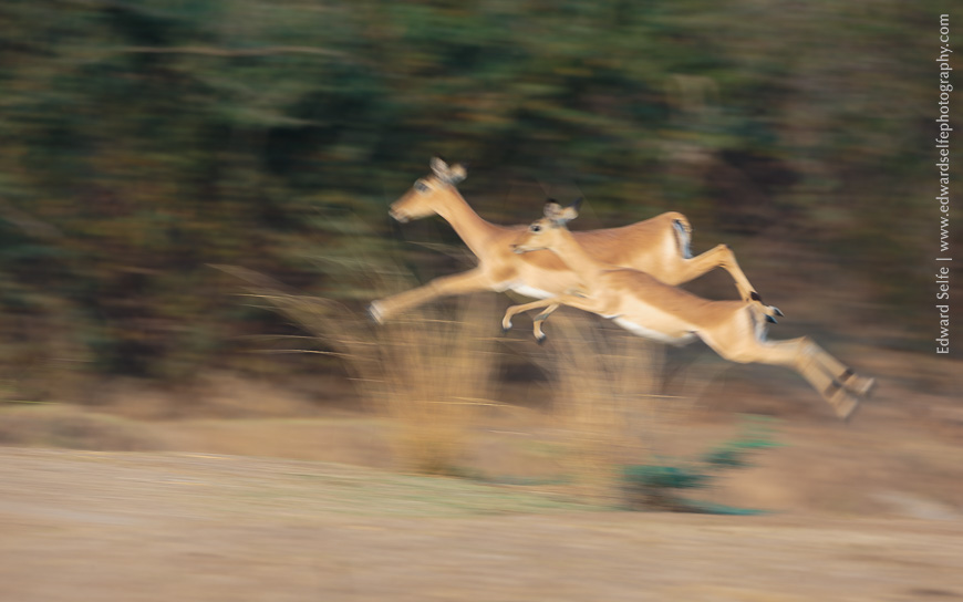 Impalas flee along the top of a bank in late afternoon light. South Luangwa.