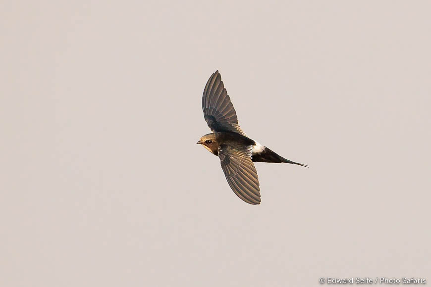 Wildlife image of a bird by edward selfe from photo safari in zambia.