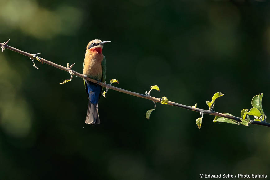 Wildlife image by edward selfe to illustrate the importance of a good background in shot.