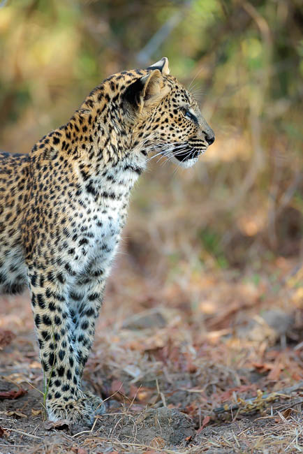 Images of wildlife from photo safari with edward selfe in zambia.