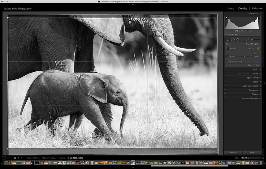 Applying a 16:10 crop to an image of an elephant calf under its mothers neck.