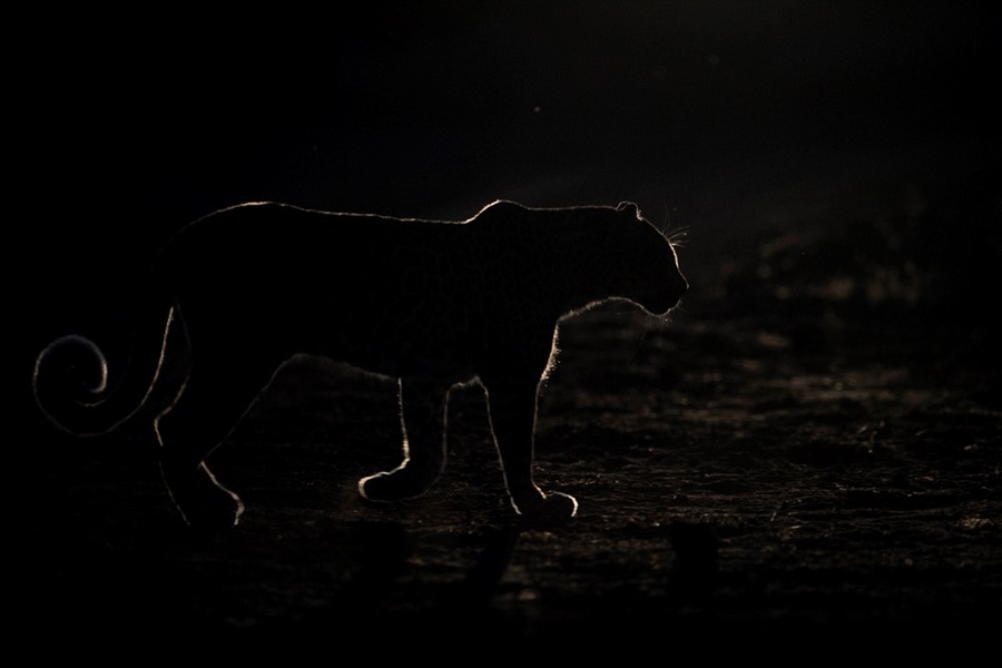Backlit leopard in South Luangwa National Park