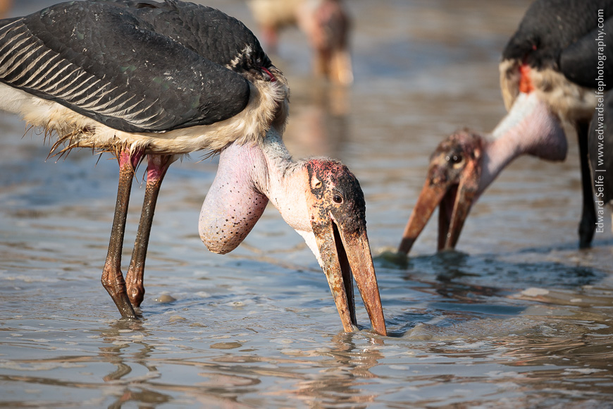 Marabout storks search for fish in the drying lagoons.