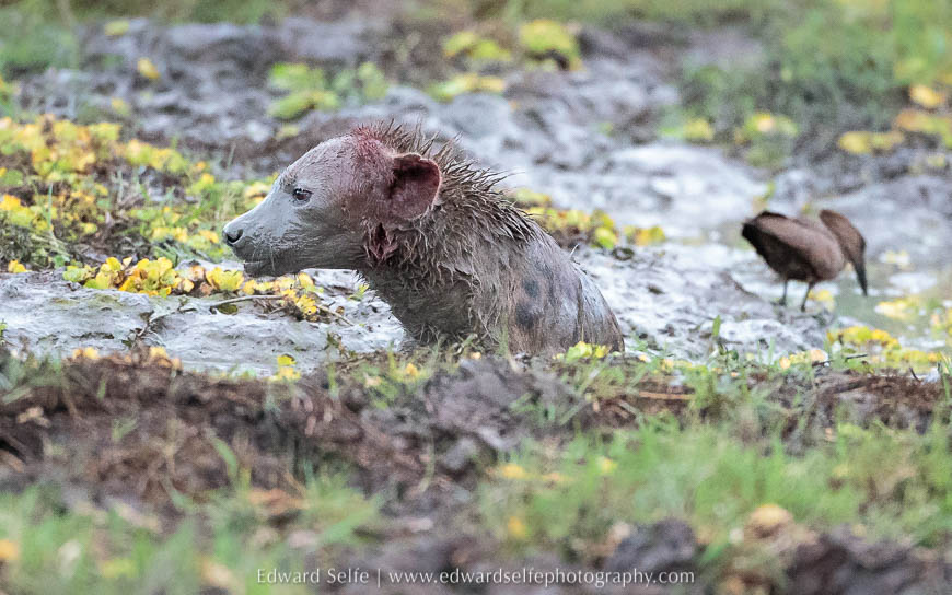 Hyaenas attack another hyaena in South Luangwa National Park.
