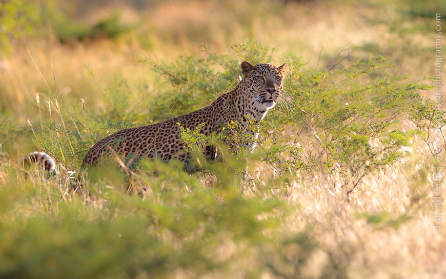 A leopard surrounded by thick vegetation on safari in South Luangwa National Park.