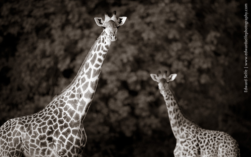 Giraffes in Luambe National Park.