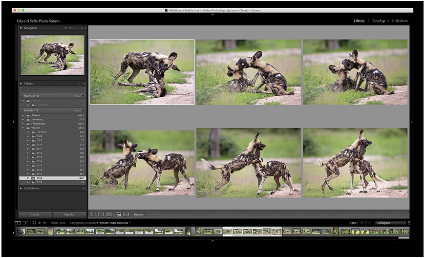 Wildlife image from photo safari with edward selfe in south luangwa national park.