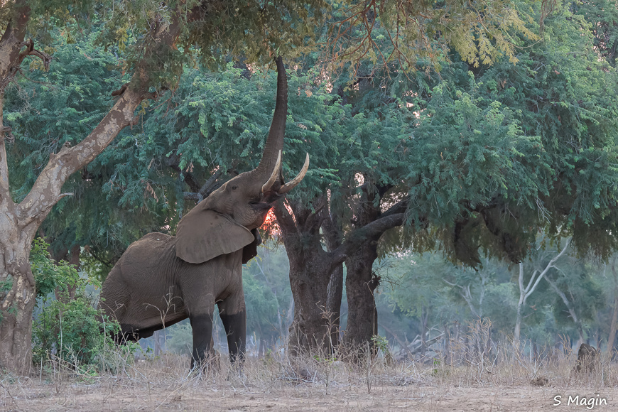 Wildlife image by Sharon Magin from photo safari in Zambia with Edward Selfe.