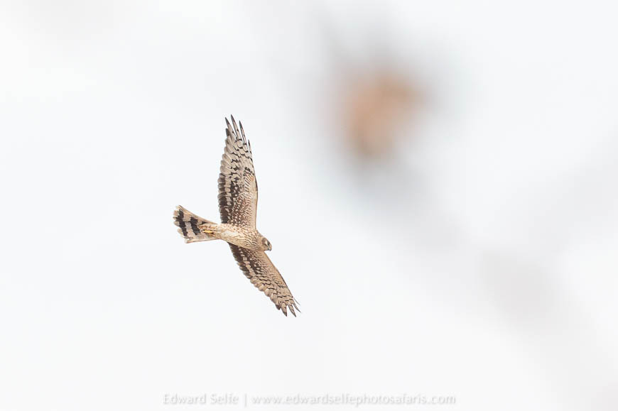 Wildlife image from photo safari with edward selfe in south luangwa national park.
