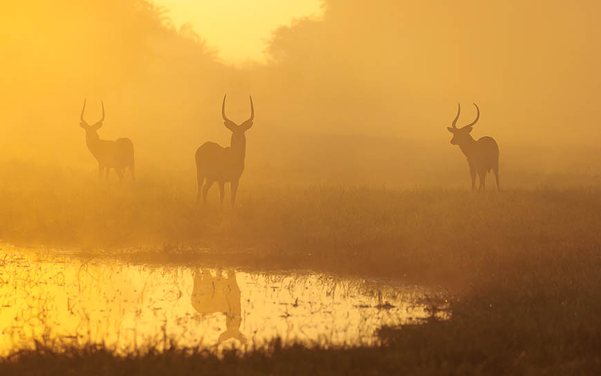 Images of wildlife from photo safari with edward selfe in zambia.