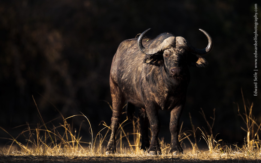 Buffalo bull is lit from the side by a shaft of early morning sunlight.