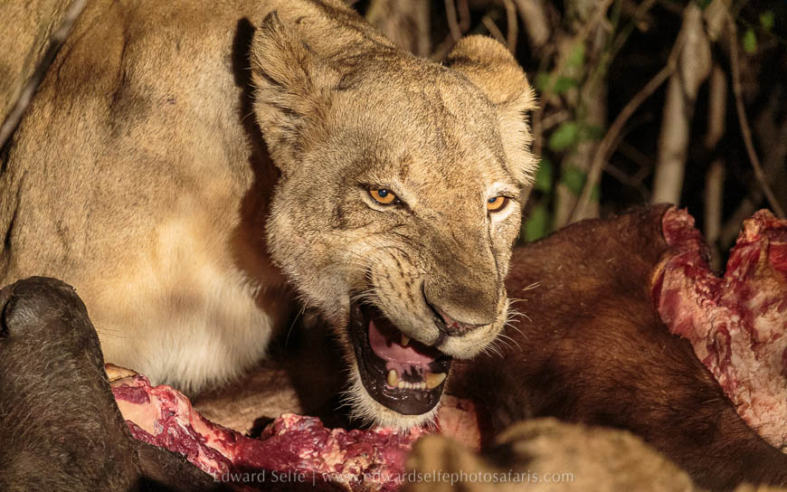 Wildlife image from photo safari with edward selfe in south luangwa national park.