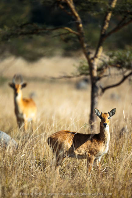 Wildlife image from a photo safari with edward selfe.