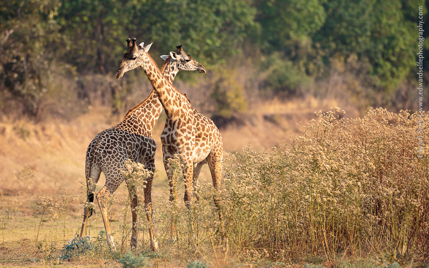 Giraffes spar against a background of mahogany woodland and veronia bushes.