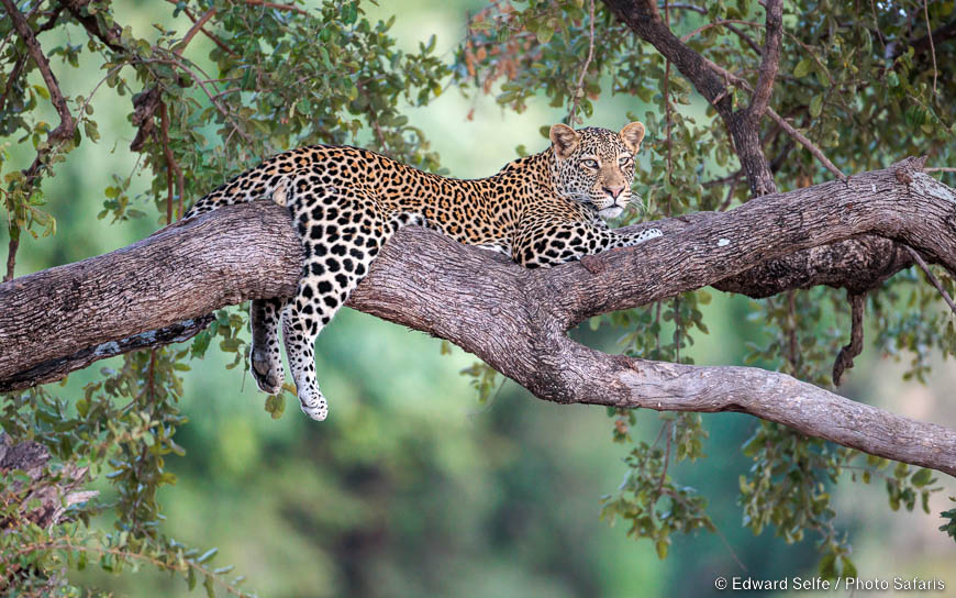 Wildlife image by edward selfe from photo safari in southern africa.