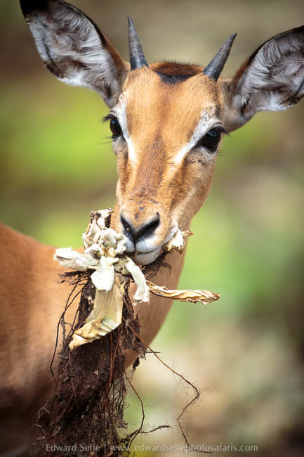 Wildlife image from photo safari in south luangwa with edward selfe.