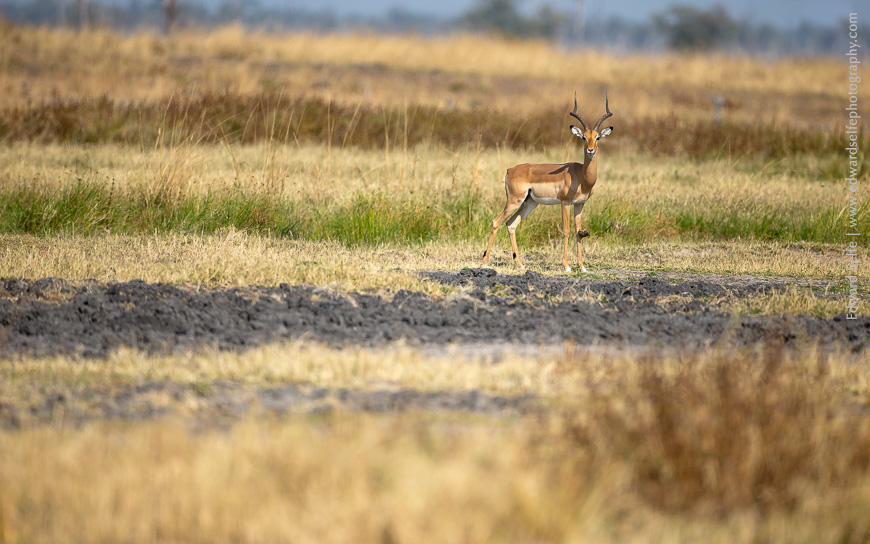 An impala stands tall, in defence of his territory, against a stripy banded background at the Nsefu hot springs in South Luangwa.