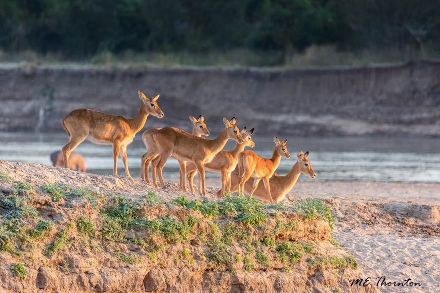 Wildlife image by michael thornton from photo safari in south luangwa with edward selfe.