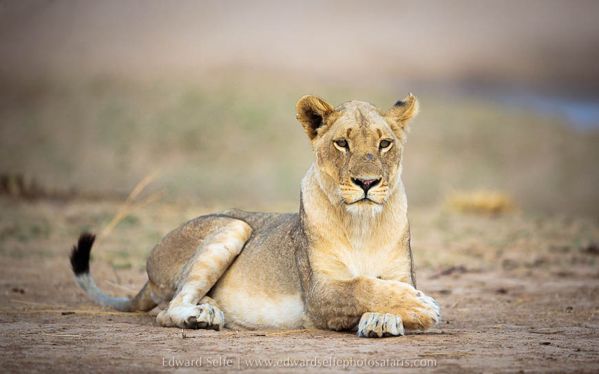 Wildlife image from photo safari with edward selfe in south luangwa national park.