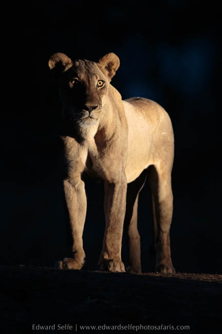 Wildlife image on photo safari with edward selfe in south luangwa national park.