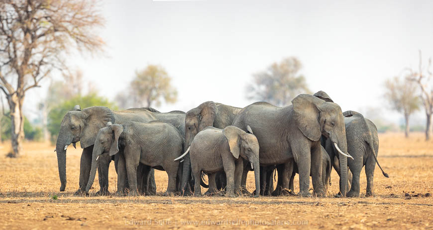 Wildlife image from photo safari with edward selfe in south luangwa national park.