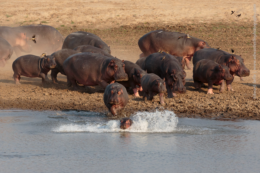 Hippos rush towards the water of the Luangwa River, splashing water all around themselves.