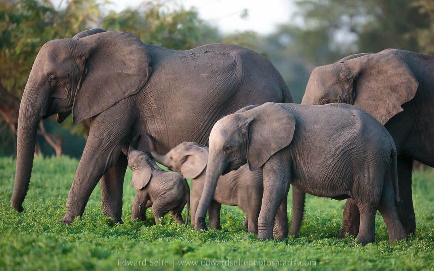 Wildlife image from photo safari with edward selfe.