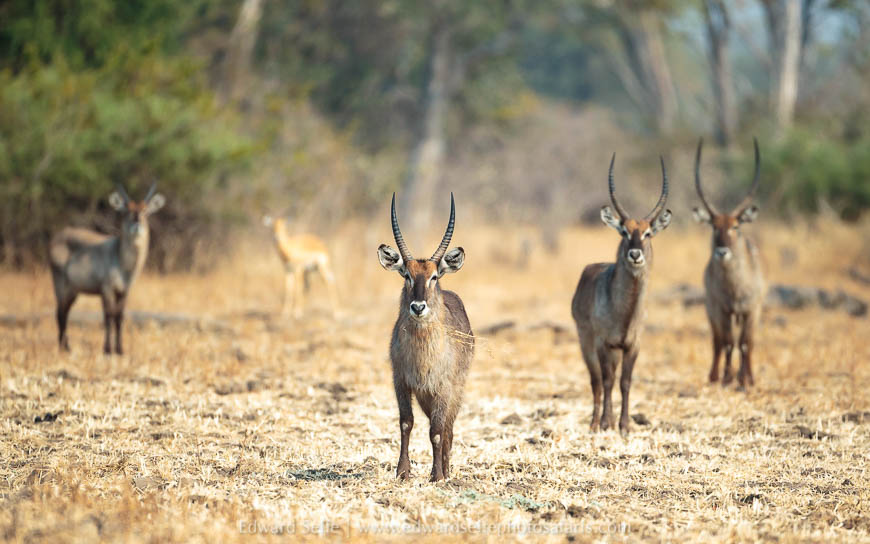 Wildlife image from a photo safari with edward selfe.
