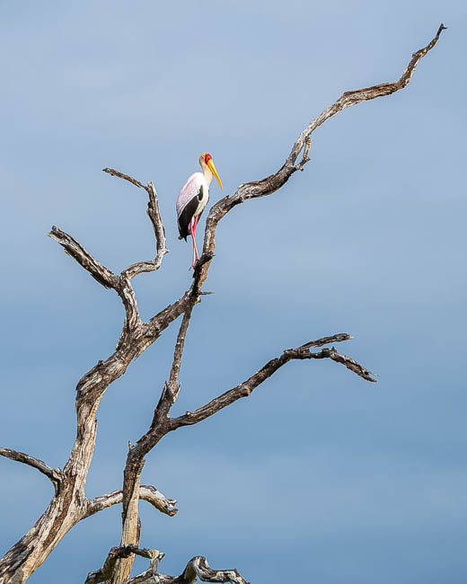 Wildlife image from South Luangwa by Mike White